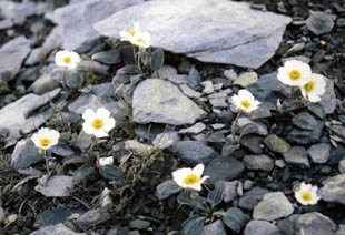 Ranunculus parnassifolius